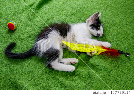 Beautiful kitten playing with a toy on a bed 137729114