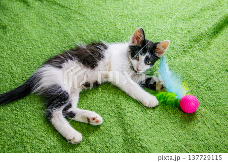 Beautiful kitten playing with a toy on a bed 137729115