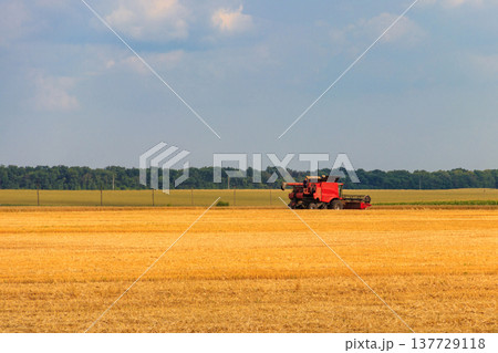 Combine harvester working on a wheat field. Harvesting the wheat. Agriculture concept 137729118