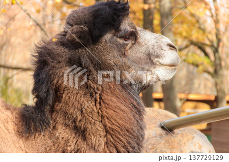 Large brown humped camel on a paddock farm 137729129