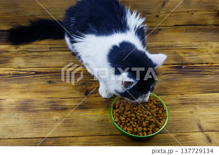 Cat eating his food from ceramic bowl on wooden floor Cat eating his food from ceramic bowl on wooden floor 137729134