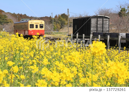 小湊鐵道「菜の花咲く月崎駅に入線する列車と貨車」 小湊鐵道「菜の花咲く月崎駅に入線する列車と貨車」 137729261