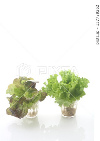 リーフレタス2種類 137729262