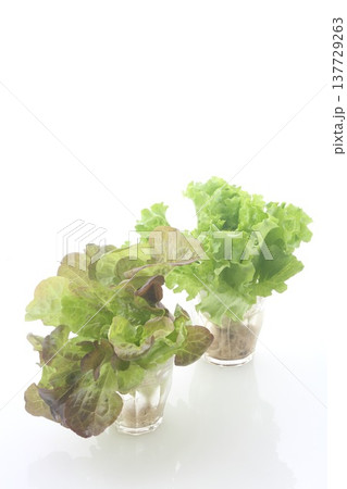 リーフレタス2種類 リーフレタス2種類 137729263