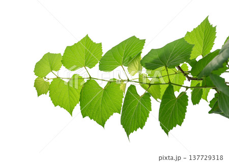 vine frame leaf vine isolates on a white background 137729318