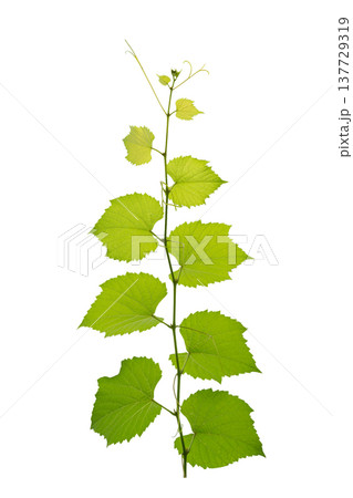 vine frame leaf vine isolates on a white background vine frame leaf vine isolates on a white background 137729319