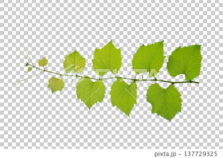 vine frame leaf vine circle Isolate on transparent background PNG file 137729325