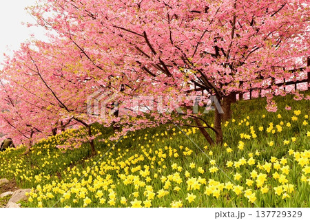 上関城山歴史公園の満開の河津桜と水仙 137729329