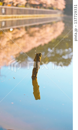 三浦海岸の桜 三浦海岸の桜 137729331