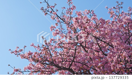 三浦海岸の桜 三浦海岸の桜 137729335