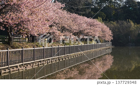 三浦海岸の桜 137729348