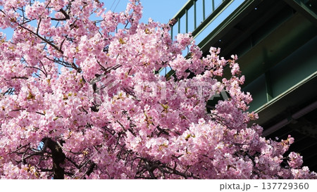 三浦海岸の桜 137729360