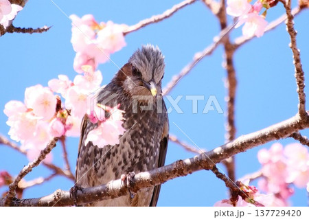 満開の桜とヒヨドリ 正面を向いて枝にとまる野鳥 137729420