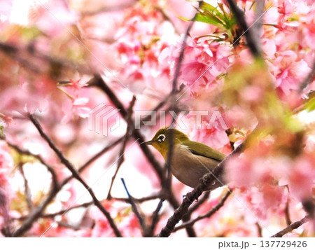河津桜とメジロ 137729426