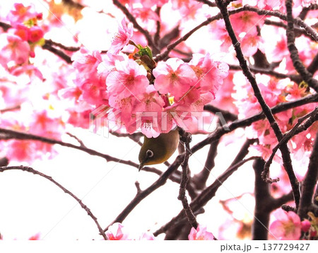 河津桜とメジロ 137729427
