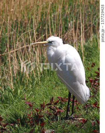 チュウサギ 137729428