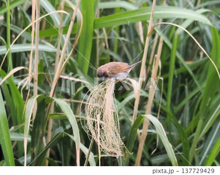 シマキンバラ シマキンバラ 137729429