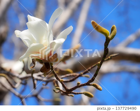 コブシ コブシ 137729490