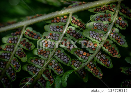 Rows of fern leaves in the Austrian forest, macro photography Rows of fern leaves in the Austrian forest, macro photography 137729515