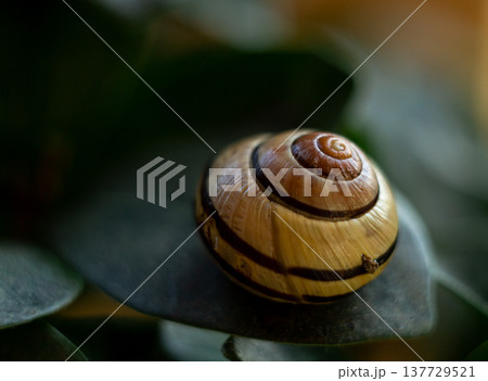 garden snail, macro photography of a garden snail, a shell on a green leaf garden snail, macro photography of a garden snail, a shell on a green leaf 137729521