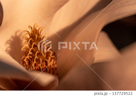 magnolia flower macro, flowering trees, spring garden 137729522