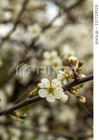 View of a blossoming plum flower, plum blossom, flowering trees, orchard View of a blossoming plum flower, plum blossom, flowering trees, orchard 137729528