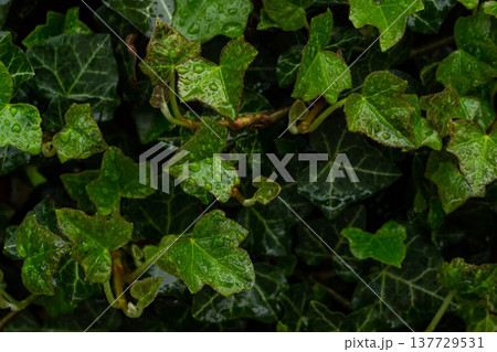 City fence completely covered with green ivy. City fence completely covered with green ivy. 137729531