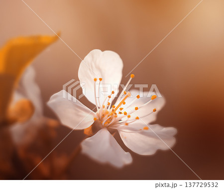 View of a blossoming plum flower, plum blossom, flowering trees, orchard View of a blossoming plum flower, plum blossom, flowering trees, orchard 137729532