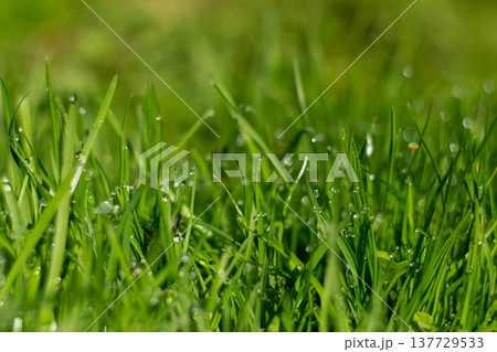 Morning dew on green grass in the morning sun 137729533
