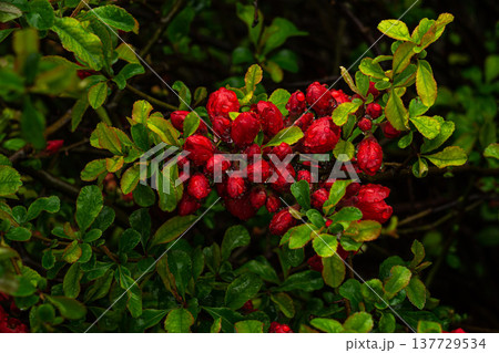 Japanese quince flowers in raindrops 137729534