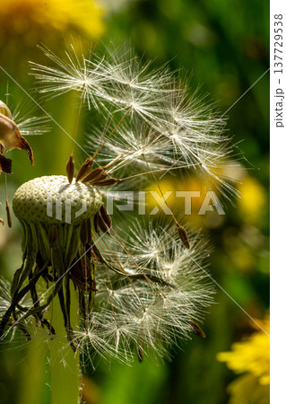 Faded dandelion on a blurred background of blooming Faded dandelion on a blurred background of blooming 137729538