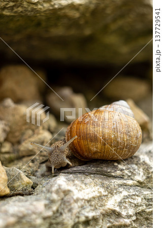 large garden snail, macro photography of a garden snail large garden snail, macro photography of a garden snail 137729541