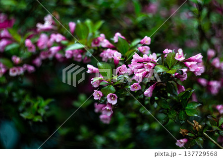 bush branches with pink flowers after rain in the park bush branches with pink flowers after rain in the park 137729568