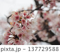 春の日差しを浴びて輝く満開の桜 137729588