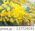ミモザ 137729593