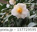 白いサザンカ 137729595