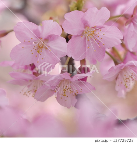 早春の光を浴びて咲く河津桜 早春の光を浴びて咲く河津桜 137729728