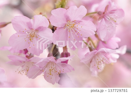 早春の光を浴びて咲く河津桜 早春の光を浴びて咲く河津桜 137729781
