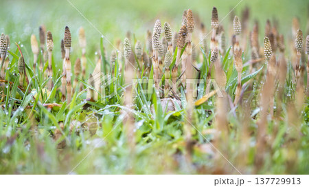 春の光を浴びて成長するつくし 春の光を浴びて成長するつくし 137729913