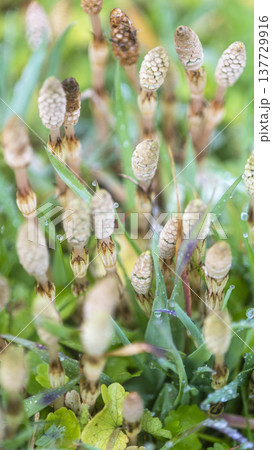 春の光を浴びて成長するつくし 春の光を浴びて成長するつくし 137729916
