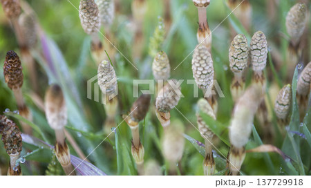 春の光を浴びて成長するつくし 春の光を浴びて成長するつくし 137729918