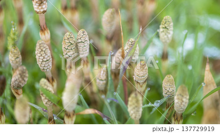 春の光を浴びて成長するつくし 春の光を浴びて成長するつくし 137729919