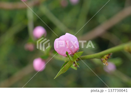 モンソー公園で咲くモモ(Prunus persica)の花 パリの春 3月初旬 モンソー公園で咲くモモ(Prunus persica)の花 パリの春 3月初旬 137730041