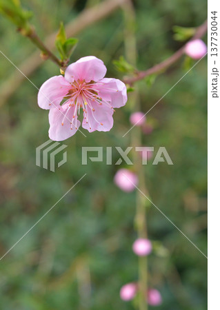 モンソー公園で咲くモモ(Prunus persica)の花 パリの春 3月初旬 モンソー公園で咲くモモ(Prunus persica)の花 パリの春 3月初旬 137730044