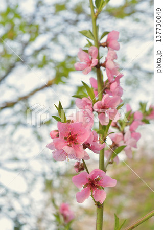 モンソー公園で咲くモモ（Prunus persica）の花　パリの春　3月初旬 137730049