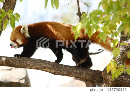 動物 レッサーパンダ 動物 レッサーパンダ 137730355