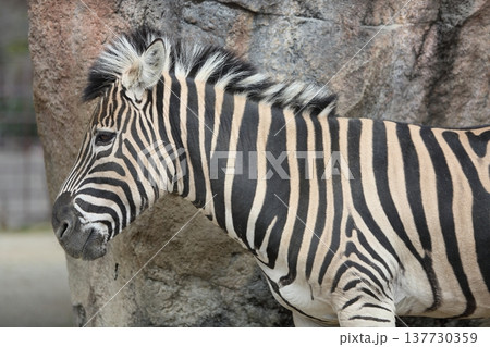 動物 シマウマ 動物 シマウマ 137730359