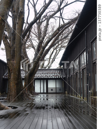 雨の山居倉庫とケヤキ並木(酒田市) 雨の山居倉庫とケヤキ並木(酒田市) 137730389