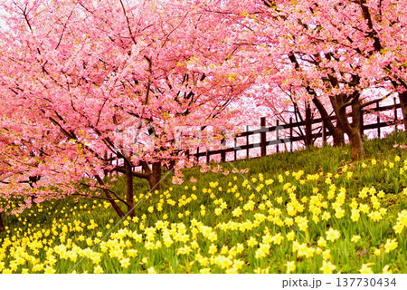 上関城山歴史公園の満開の河津桜と水仙3 137730434