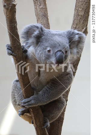 動物 コアラ 動物 コアラ 137730498